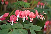 LAMPROCAPNOS VALENTINE syn DICENTRA VALENTINE