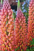 LUPINUS TOWERING INFERNO