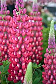 LUPINUS RED RUM