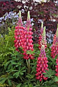 LUPINUS RED RUM