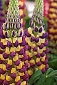 LUPINUS MANHATTAN LIGHTS