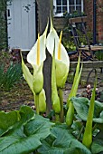 ARUM CRETICUM FLOWERING IN A COTTAGE GARDEN