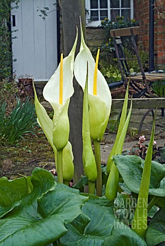 ARUM_CRETICUM_FLOWERING_IN_A_COTTAGE_GARDEN