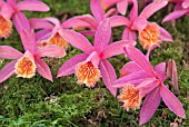 PLEIONE MANDALAY STRAWBERRY FIELDS