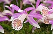 PLEIONE ALISHA MOUNT FUJI