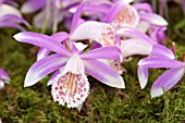 PLEIONE ALISHA MOUNT FUJI