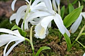 PLEIONE FORMOSANA SNOW WHITE