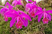 PLEIONE MANDALAY PURPLE RAIN