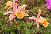 PLEIONE SABATINI