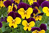 VIOLA TEARDROPS YELLOW DUET