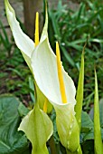 ARUM CRETICUM FLOWERS AND FOLIAGE