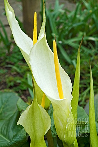 ARUM_CRETICUM_FLOWERS_AND_FOLIAGE