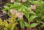 MAIANTHEMUM SALVINII WITH FERNS IN A WOODLAND SETTING