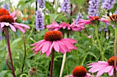 ECHINACEA RUBINSTERN WITH AGASTACHE BLACK ADDER