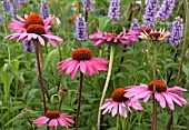 ECHINACEA RUBINSTERN WITH AGASTACHE BLACK ADDER