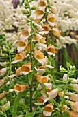 DIGITALIS SPICE ISLAND WITH ASTILBE DEUTSCHLAND BEHIND