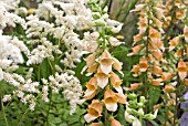 DIGITALIS SPICE ISLAND WITH ASTILBE DEUTSCHLAND