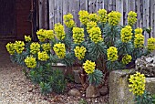 EUPHORBIA CHARACIAS SUBSPECIES WULFENII FLOWERING IN A COTTAGE GARDEN.