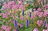 DIASCIA PERSONATA HOPLEYS WITH AGASTACHE FOENICULUM BLACK ADDER