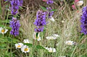 AGASTACHE BLUE MOON WITH GRASSES