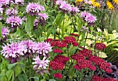 MONARDA BEAUTY OF COBHAM WITH ACHILLEA RED VELVET IN MIXED PLANTING