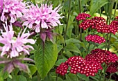 MONARDA BEAUTY OF COBHAM WITH ACHILLEA RED VELVET