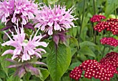 MONARDA BEAUTY OF COBHAM WITH ACHILLEA RED VELVET