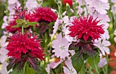 MONARDA FIREBALL WITH SIDALCEA ELSIE HEUGH