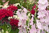 MONARDA FIREBALL WITH SIDALCEA ELSIE HEUGH