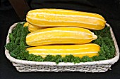 COURGETTE SUN STRIPE IN A SHOW