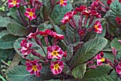 PRIMULA DARK ROSALEEN