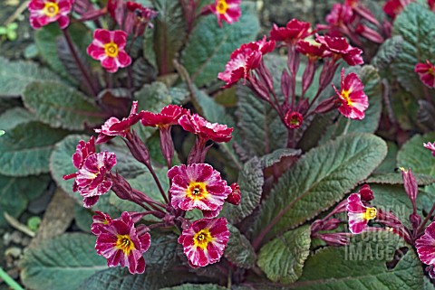 PRIMULA_DARK_ROSALEEN