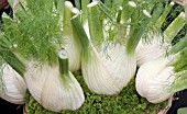 FENNEL RONDO