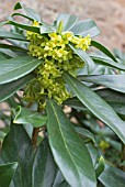 DAPHNE LAUREOLA