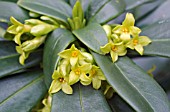 DAPHNE LAUREOLA