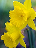 NARCISSUS OBVALLARIS, TENBY DAFFODIL