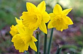 NARCISSUS OBVALLARIS, TENBY DAFFODIL