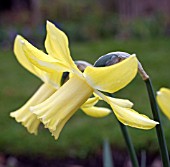 NARCISSUS SWALLOW