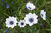 ANEMONE PAVONINA - A PALE SEEDLING