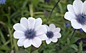 ANEMONE PAVONINA - A PALE SEEDLING