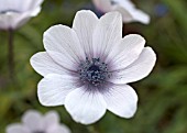 ANEMONE PAVONINA - A PALE SEEDLING