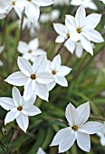 IPHEION UNIFLORUM ALBERTO CASTILLO