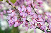 CERCIS SILIQUASTRUM