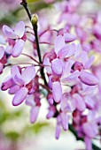 CERCIS SILIQUASTRUM