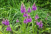 DACTYLORHIZA X GRANDIS - NATURALLY OCCURRING HYBRID EUROPEAN TERRESTRIAL ORCHID (D. FUCHSII X D. PRAETERMISSA)