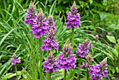 DACTYLORHIZA X GRANDIS - NATURALLY OCCURRING HYBRID EUROPEAN TERRESTRIAL ORCHID (D. FUCHSII X D. PRAETERMISSA)