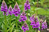 DACTYLORHIZA X GRANDIS - NATURALLY OCCURRING HYBRID EUROPEAN TERRESTRIAL ORCHID (D. FUCHSII X D. PRAETERMISSA)