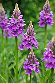 DACTYLORHIZA X GRANDIS - NATURALLY OCCURRING HYBRID EUROPEAN TERRESTRIAL ORCHID (D. FUCHSII X D. PRAETERMISSA)