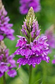 DACTYLORHIZA X GRANDIS - NATURALLY OCCURRING HYBRID EUROPEAN TERRESTRIAL ORCHID (D. FUCHSII X D. PRAETERMISSA)