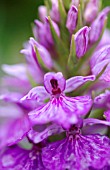 DACTYLORHIZA X GRANDIS - NATURALLY OCCURRING HYBRID EUROPEAN TERRESTRIAL ORCHID (D. FUCHSII X D. PRAETERMISSA)